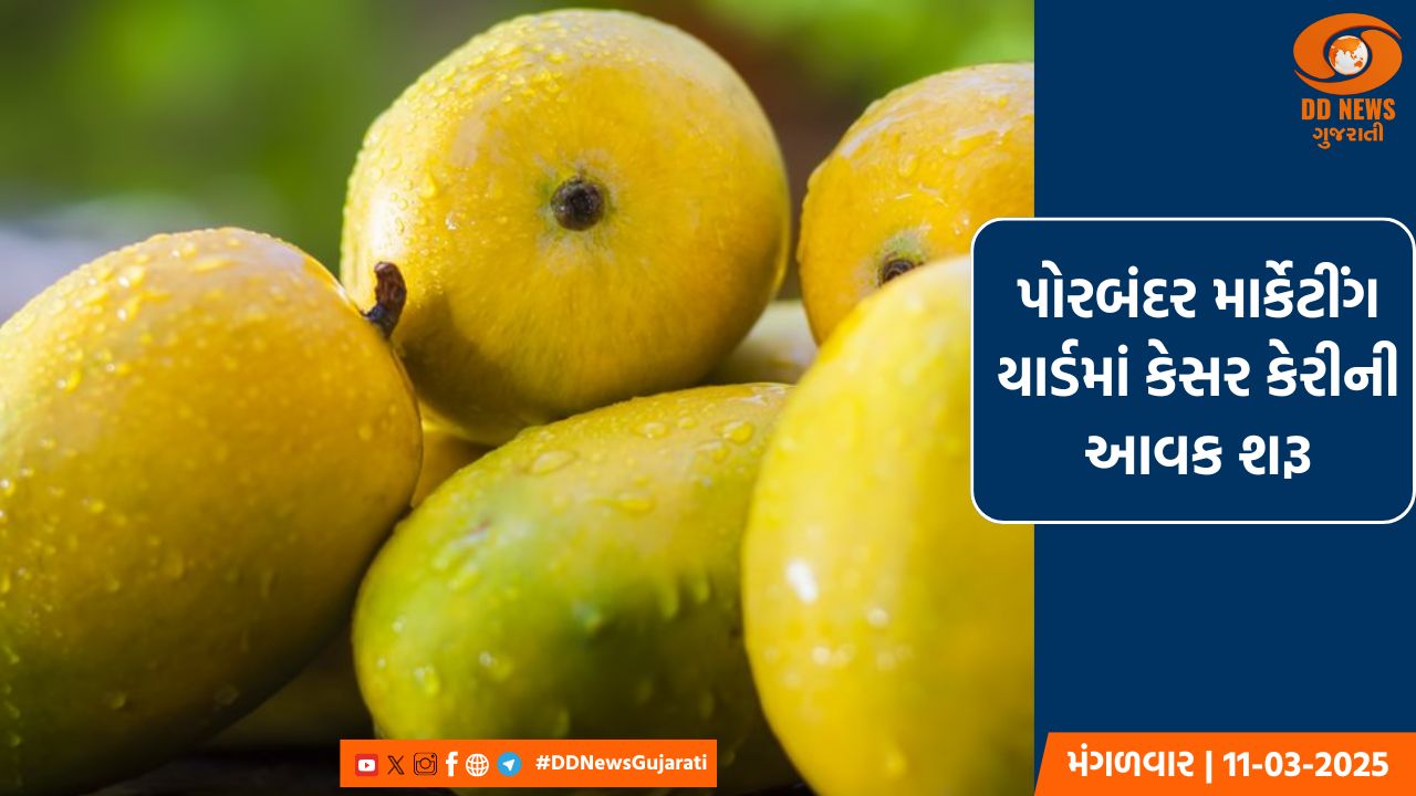 પોરબંદરના માર્કેટીંગ યાર્ડમાં કેસર કેરીની આવક શરૂ