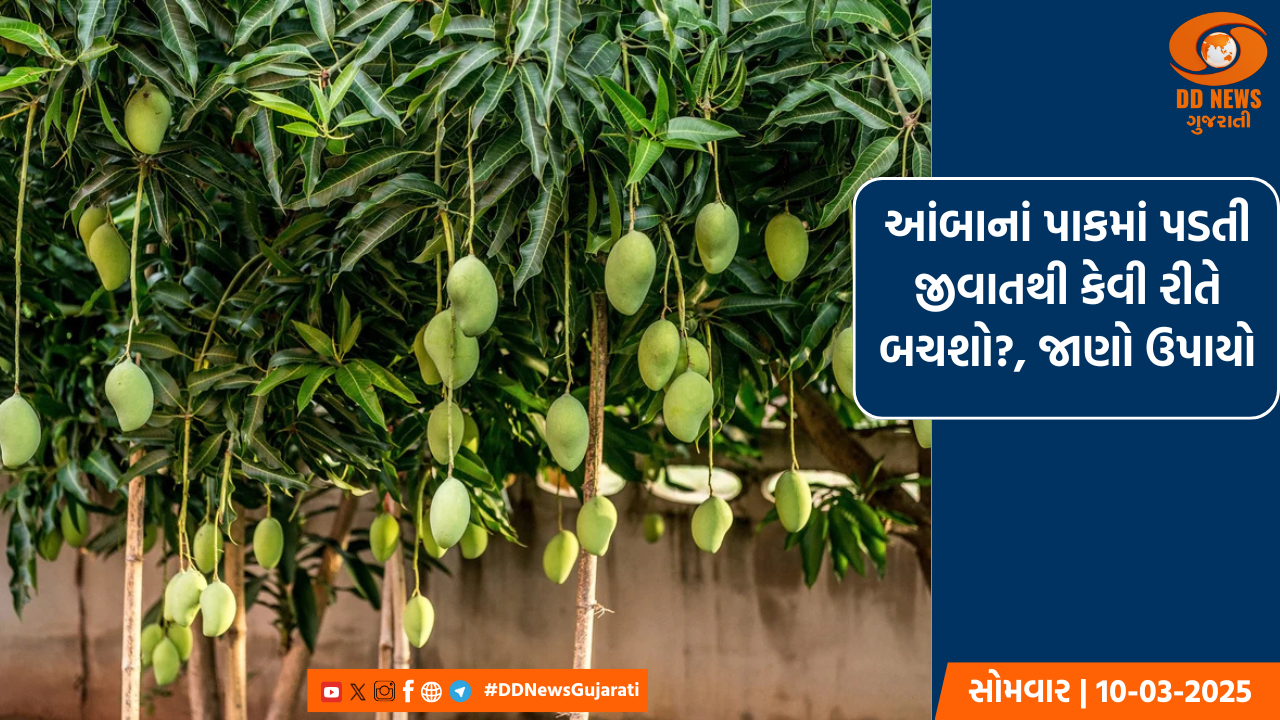 આંબાનાં પાકમાં પડતી જીવાતથી કેવી રીતે બચશો?, જાણો ઉપાયો