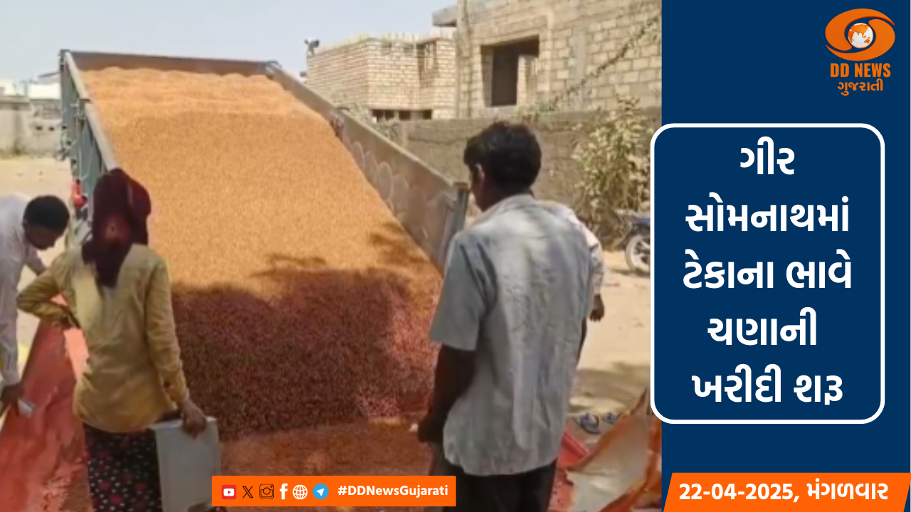 ગીર સોમનાથમાં ટેકાના ભાવે ચણાની ખરીદી શરૂ, ખેડૂતોને યોગ્ય કિંમત મળતા ખુશીનો માહોલ