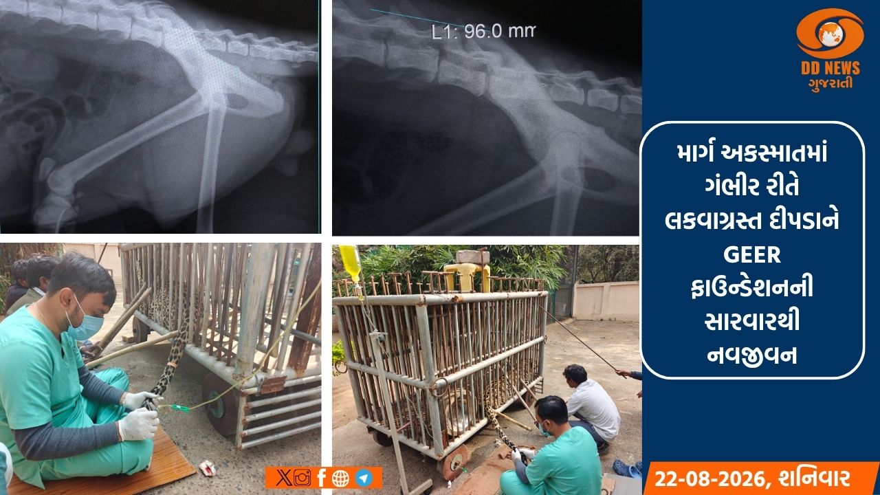 અકસ્માતમાં ગંભીર રીતે ઇજાગ્રસ્ત દીપડાને GEER ફાઉન્ડેશનની સારવારથી નવજીવન