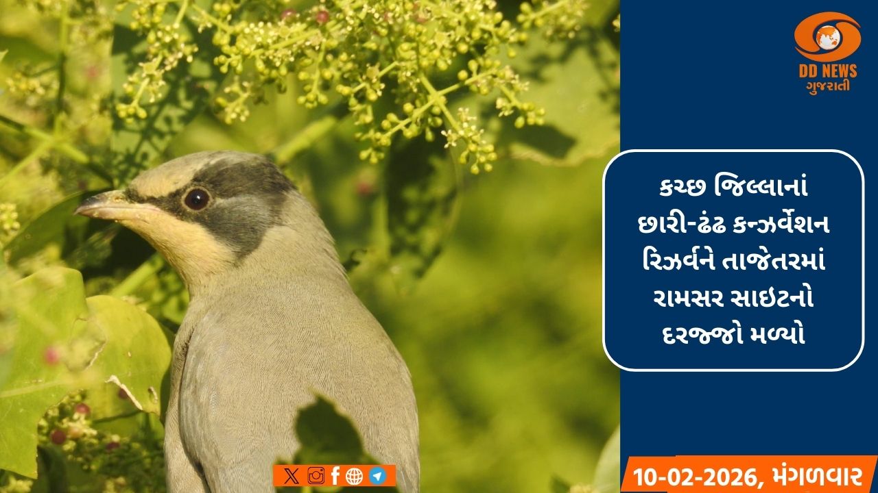 દુનિયાભરનાં અનેક પ્રવાસીઓ માત્ર ગ્રે હાયપોકોલિયસ પક્ષીને જોવા માટે આવે છે છારી-ઢંઢ