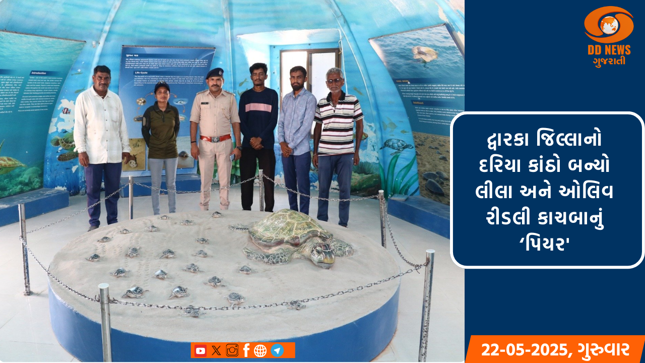 દ્વારકા જિલ્લાનો દરિયા કાંઠો બન્યો લીલા અને ઓલિવ રીડલી કાચબાનું 