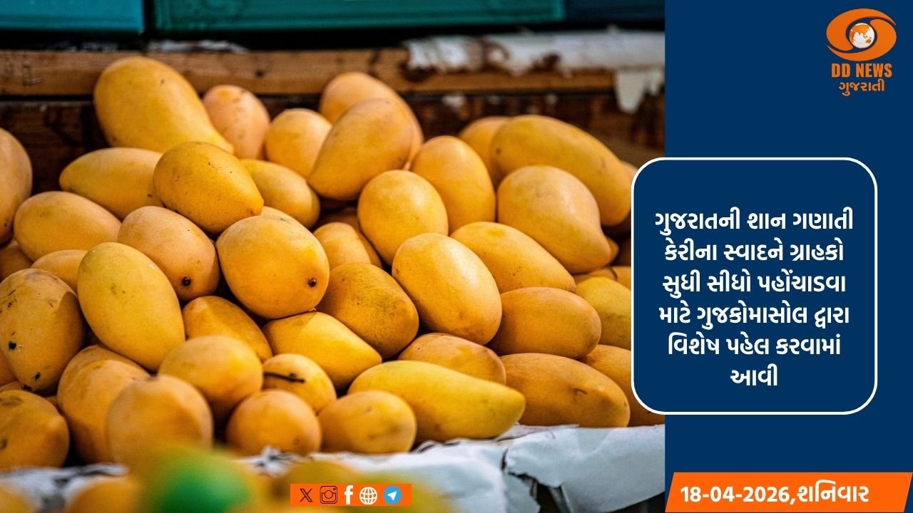 ગુજકોમાસોલ દ્વારા 'મેંગો ફેસ્ટિવલ'નો પ્રારંભ: ગ્રાહકોને મળશે ઉચ્ચ ગુણવત્તાયુક્ત કેરી