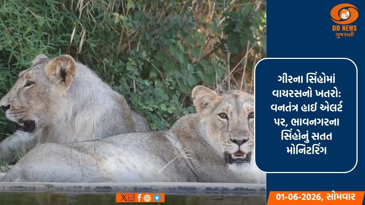 ગીરમાં સિંહોના મોત બાદ વન વિભાગ એલર્ટ મોડ પર