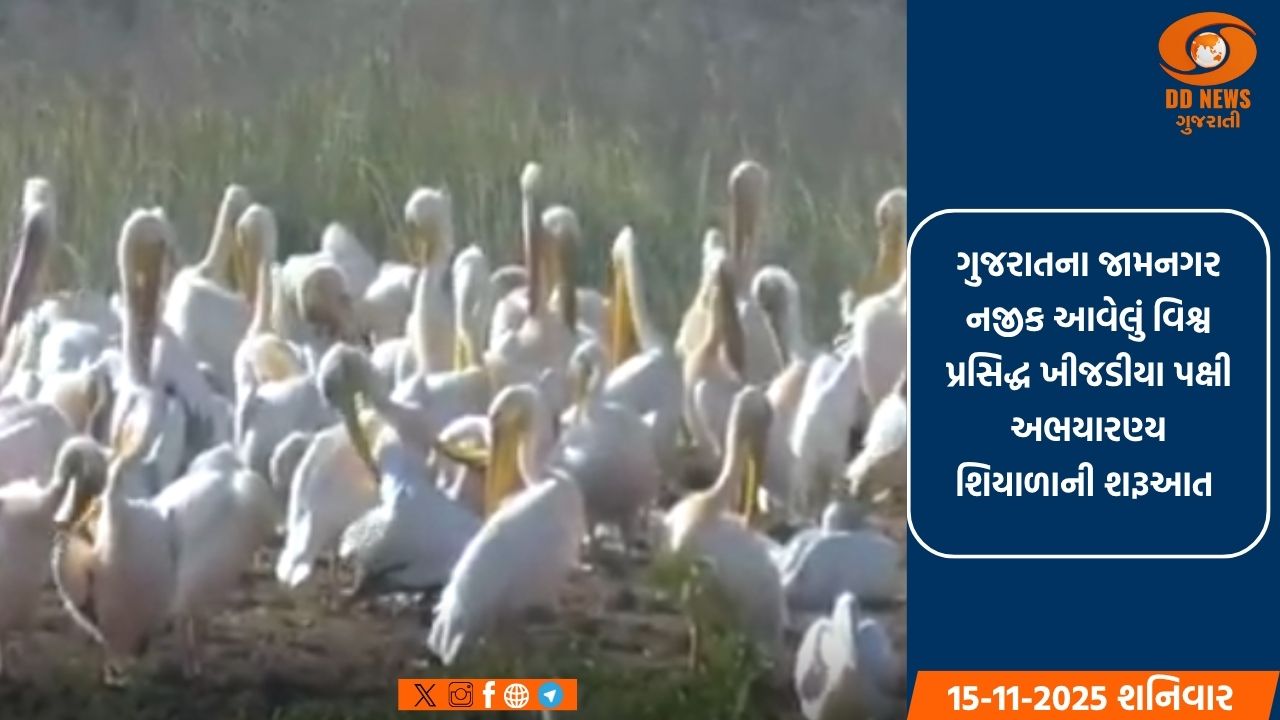 જામનગરનું ખીજડીયા પક્ષી અભયારણ્ય : 300થી વધુ પ્રજાતિના યાયાવર પક્ષીઓનું આશ્રયસ્થાન