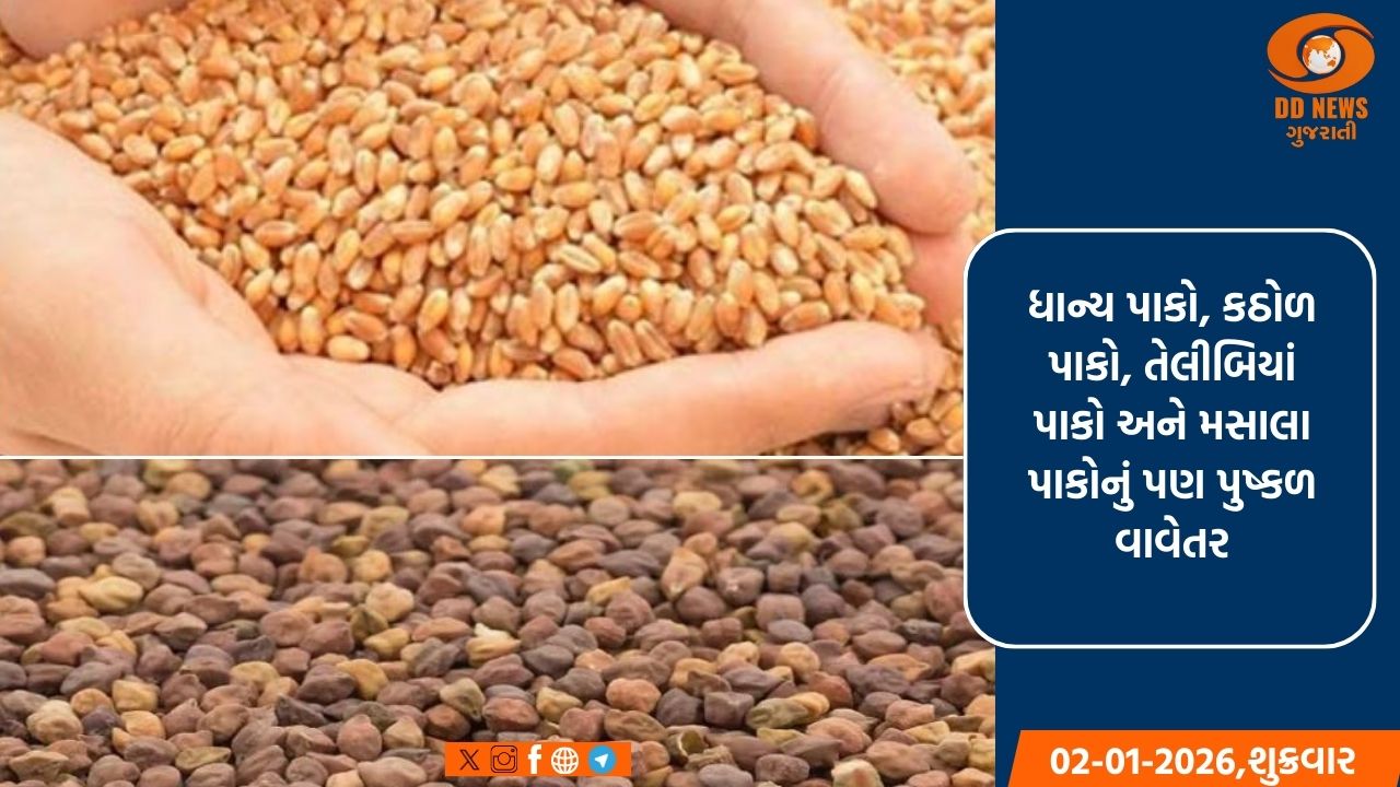 રવિ સીઝનમાં ગુજરાતના ખેડૂતોએ ઘઉં, ચણા અને મકાઈ જેવા પાકોનું કર્યું વિક્રમી વાવેતર