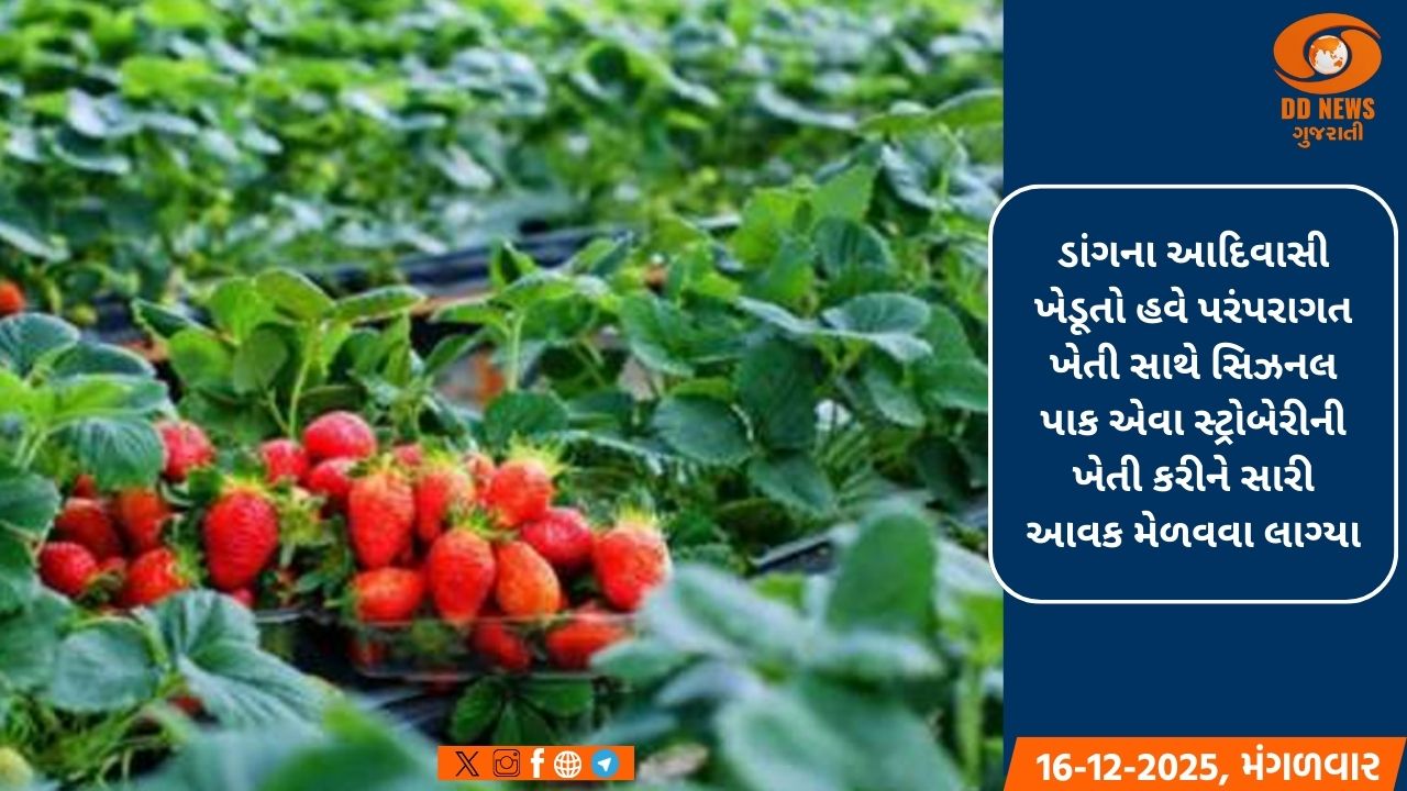 ખાટી-મીઠી રસસભર સ્ટ્રોબેરી મહારાષ્ટ્રની સાથે હવે ગુજરાતનાં ડાંગની ઓળખ બની