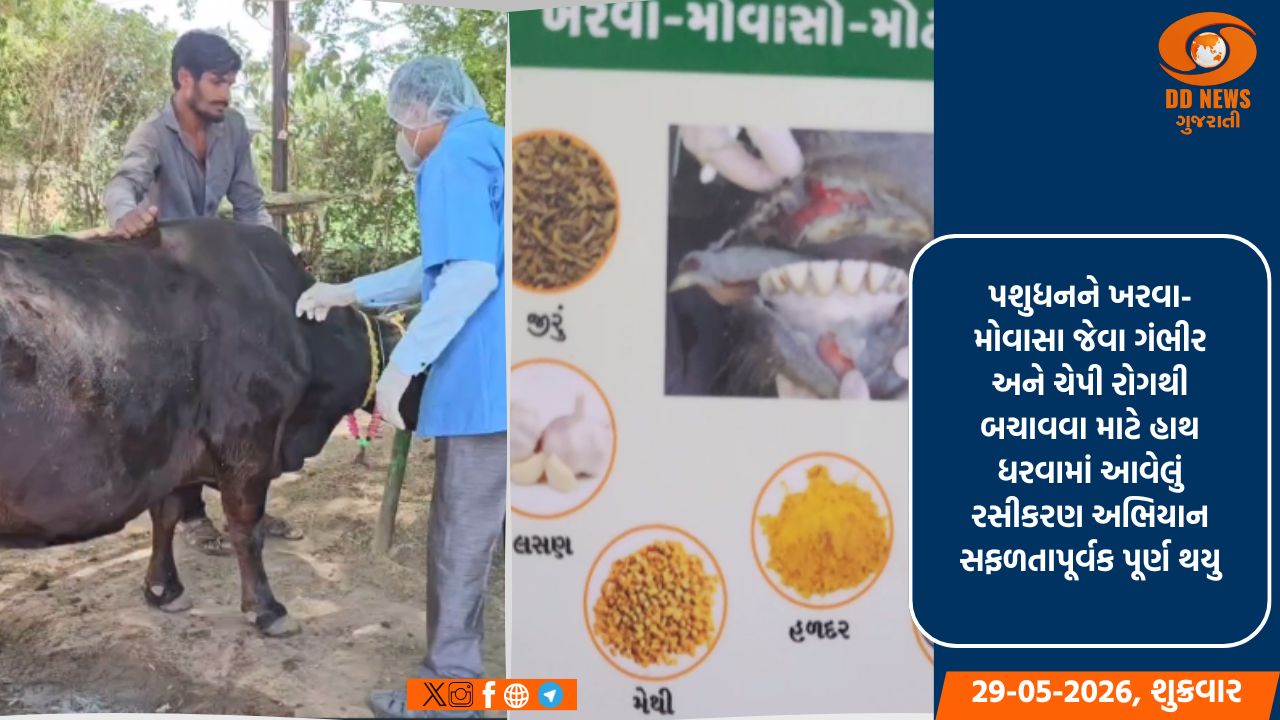 પંચમહાલ: પશુધનને સુરક્ષિત રાખવા 100% રસીકરણ પૂર્ણ, સવા છ લાખ પશુઓને અપાઈ સુરક્ષા