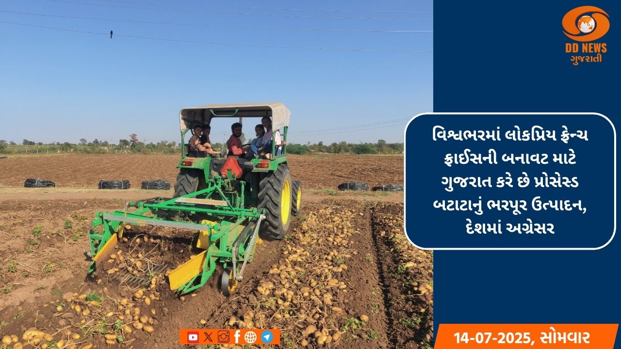 ફ્રેન્ચ ફ્રાઈસની બનાવટ માટે ગુજરાત કરે છે પ્રોસેસ્ડ બટાટાનું ભરપૂર ઉત્પાદન