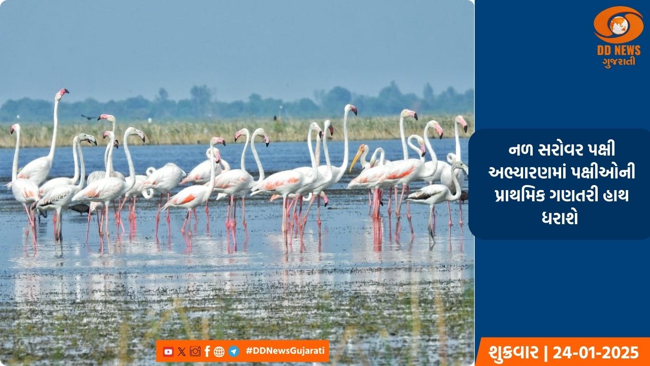 નળ સરોવર પક્ષી અભ્યારણમાં પક્ષીઓની પ્રાથમિક ગણતરી હાથ ધરાશે 