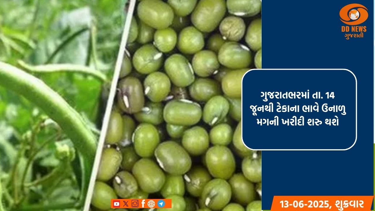 ગુજરાતભરમાં તા. 14 જૂનથી ટેકાના ભાવે ઉનાળુ મગની ખરીદી શરુ થશે