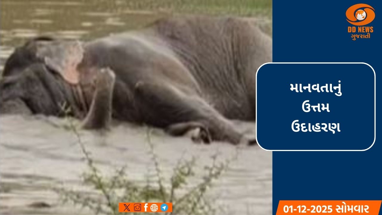 તમિલનાડુ-આંધ્રપ્રદેશની સરહદ પર કાદવમાં ફસાયેલા હાથીનો સફળ રેસ્ક્યુ
