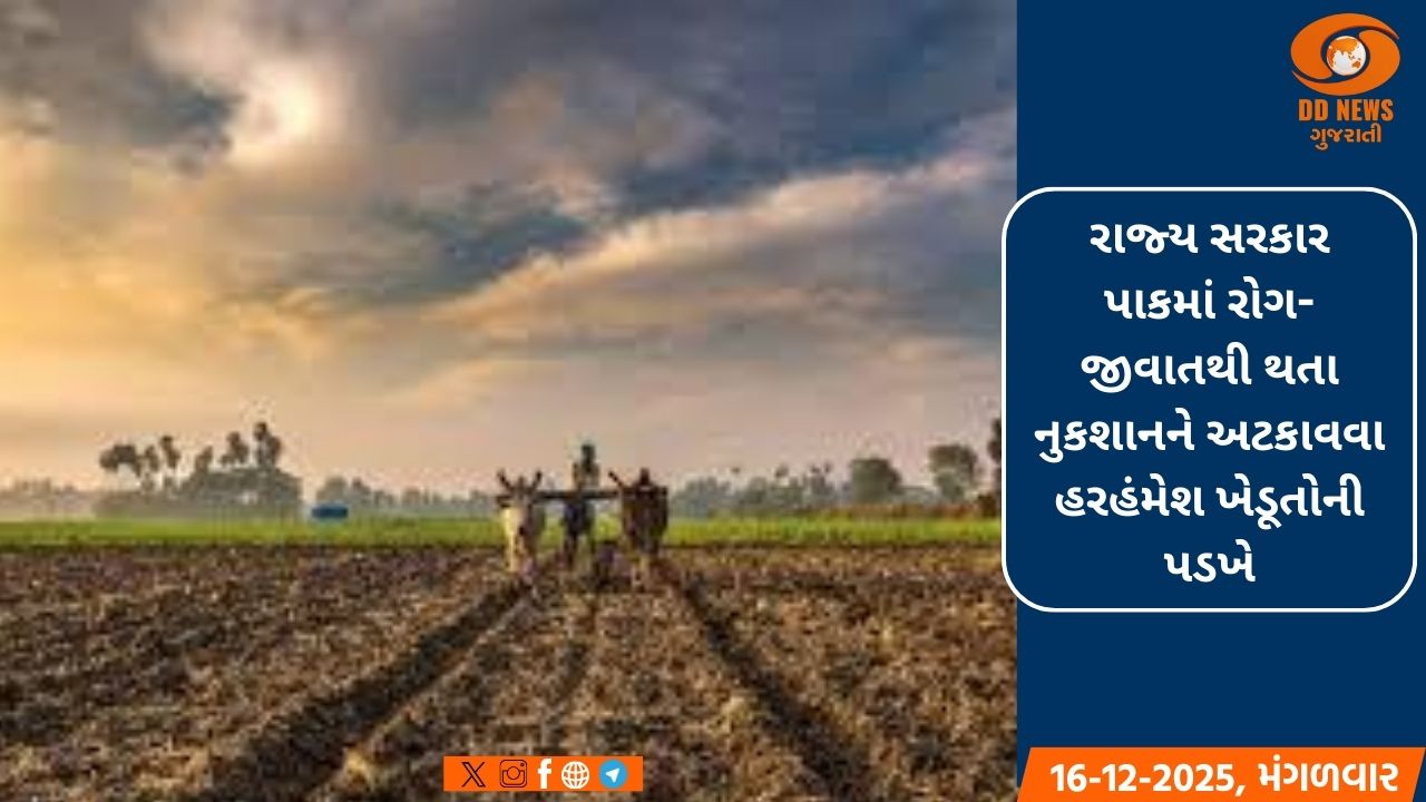 ખેડૂતોને રાઇના ઊભા પાકમાં સંકલિત જીવાત નિયંત્રણ-વ્યવસ્થાપન માટે લેવાના પગલાં અંગે માર્ગદર્શિકા જાહેર કરાઇ