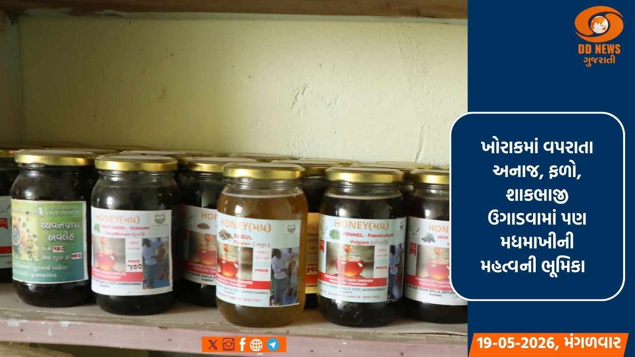 વિશ્વ મધમાખી દિવસ: ખેડૂતોની આર્થિક પ્રગતિનું 'મીઠું' માધ્યમ