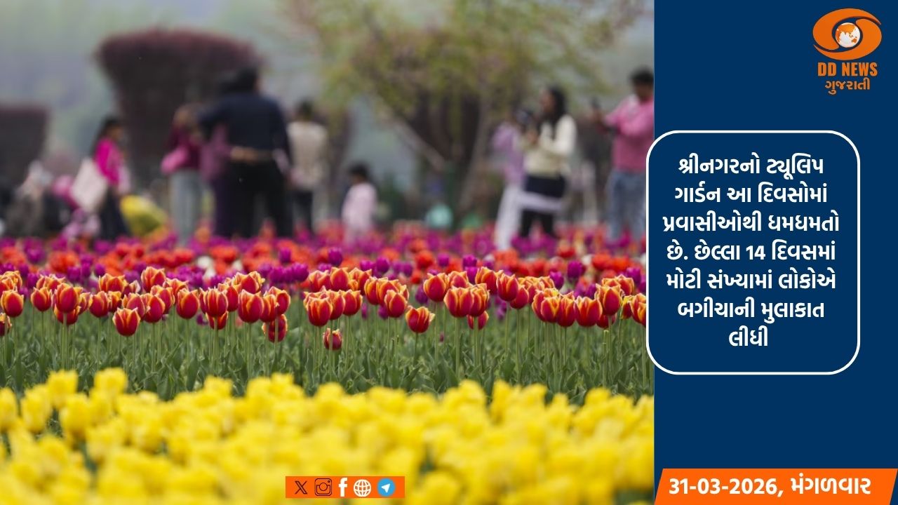 શ્રીનગરમાં વરસાદ છતાં, ટ્યૂલિપ ગાર્ડન પ્રવાસીઓથી ધમધમતું છે, જે 1.69 લાખ મુલાકાતીઓને વટાવ્યુ 