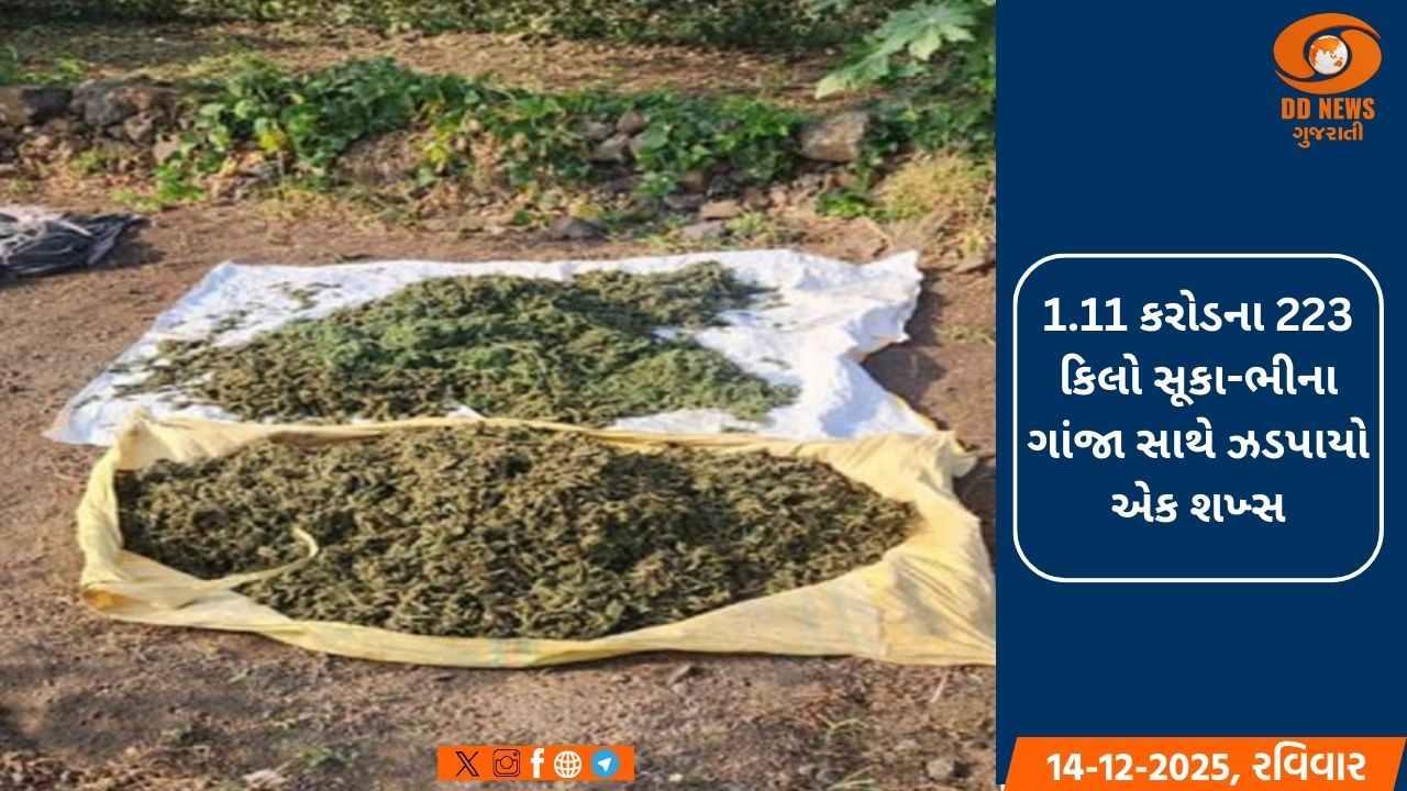 રાજકોટમાં અણીયારા ગામમાં તુવેરની ખેતી વચ્ચે ગાંજાનું વાવેતર