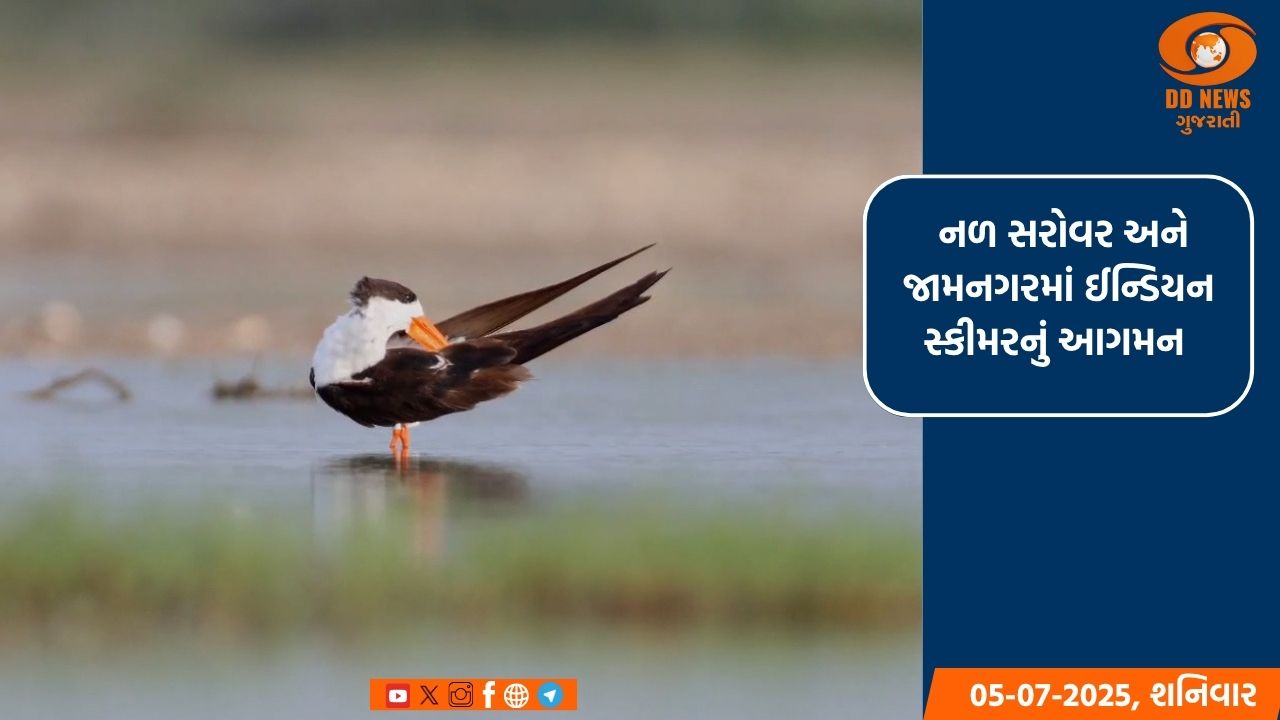 નળ સરોવર અને જામનગરમાં ઈન્ડિયન સ્કીમરનું આગમન