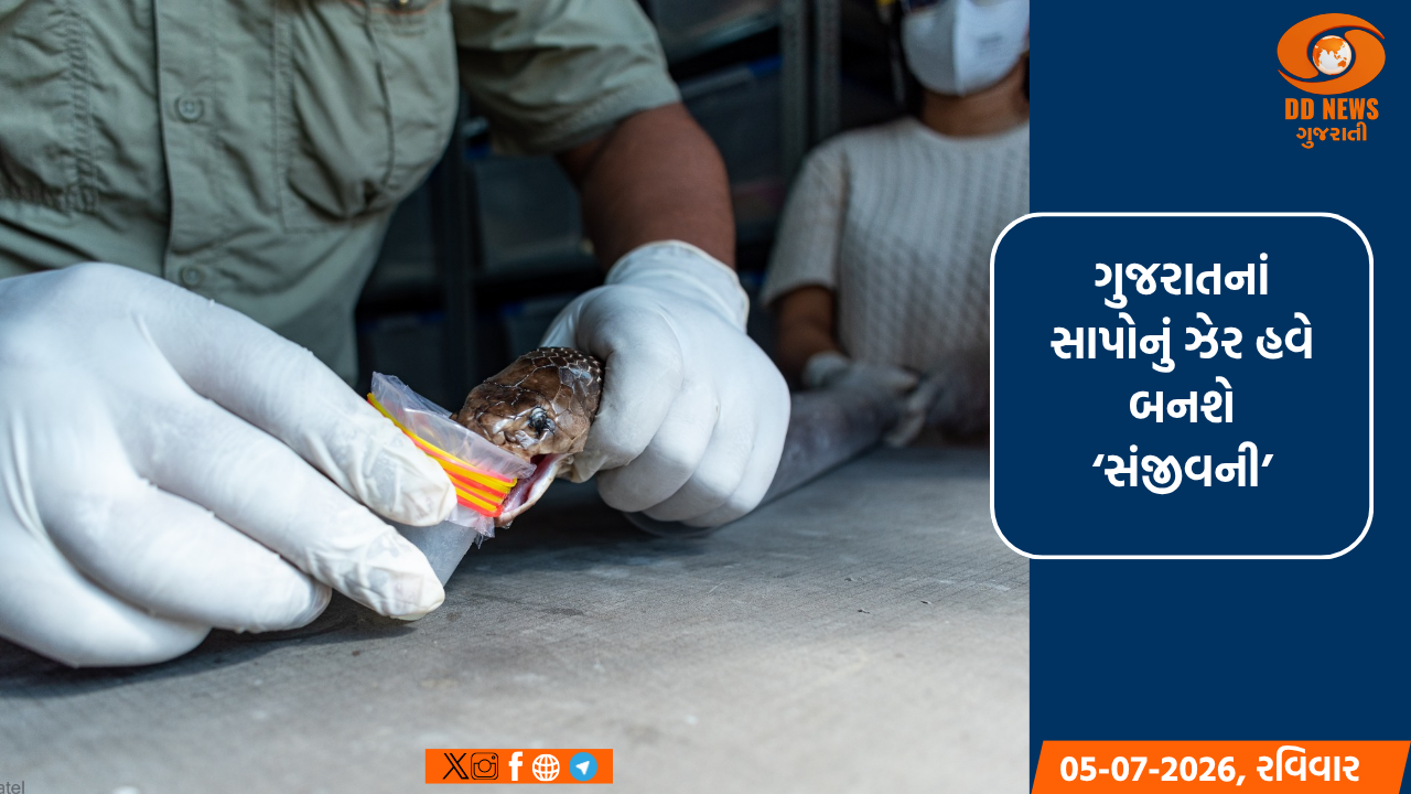 ગુજરાતને મળશે પોતાનું 'પ્રદેશ-વિશિષ્ટ' એન્ટી-સ્નેક વેનમ: સર્પદંશના મૃત્યુદરમાં થશે મોટો ઘટાડો