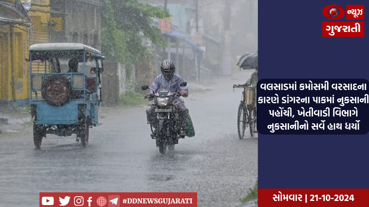 વલસાડમાં કમોસમી વરસાદના કારણે ડાંગરના પાકમાં નુકસાની પહોંચી, ખેતીવાડી વિભાગે નુકસાનીનો સર્વે હાથ ધર્યો
