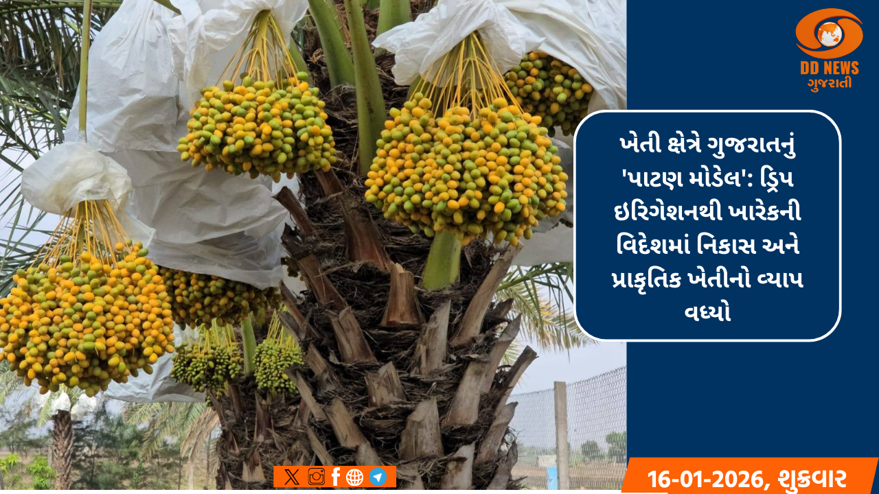 ખેતી ક્ષેત્રે ગુજરાતનું 'પાટણ મોડેલ': ડ્રિપ ઇરિગેશનથી ખારેકની વિદેશમાં નિકાસ અને પ્રાકૃતિક ખેતીનો વ્યાપ વધ્યો