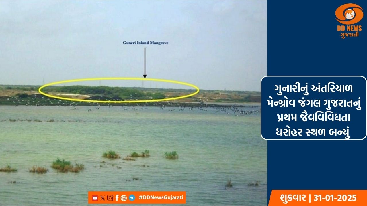 ગુનારીનું અંતરિયાળ મેન્ગ્રોવ જંગલ ગુજરાતનું પ્રથમ જૈવવિવિધતા ધરોહર સ્થળ બન્યું 