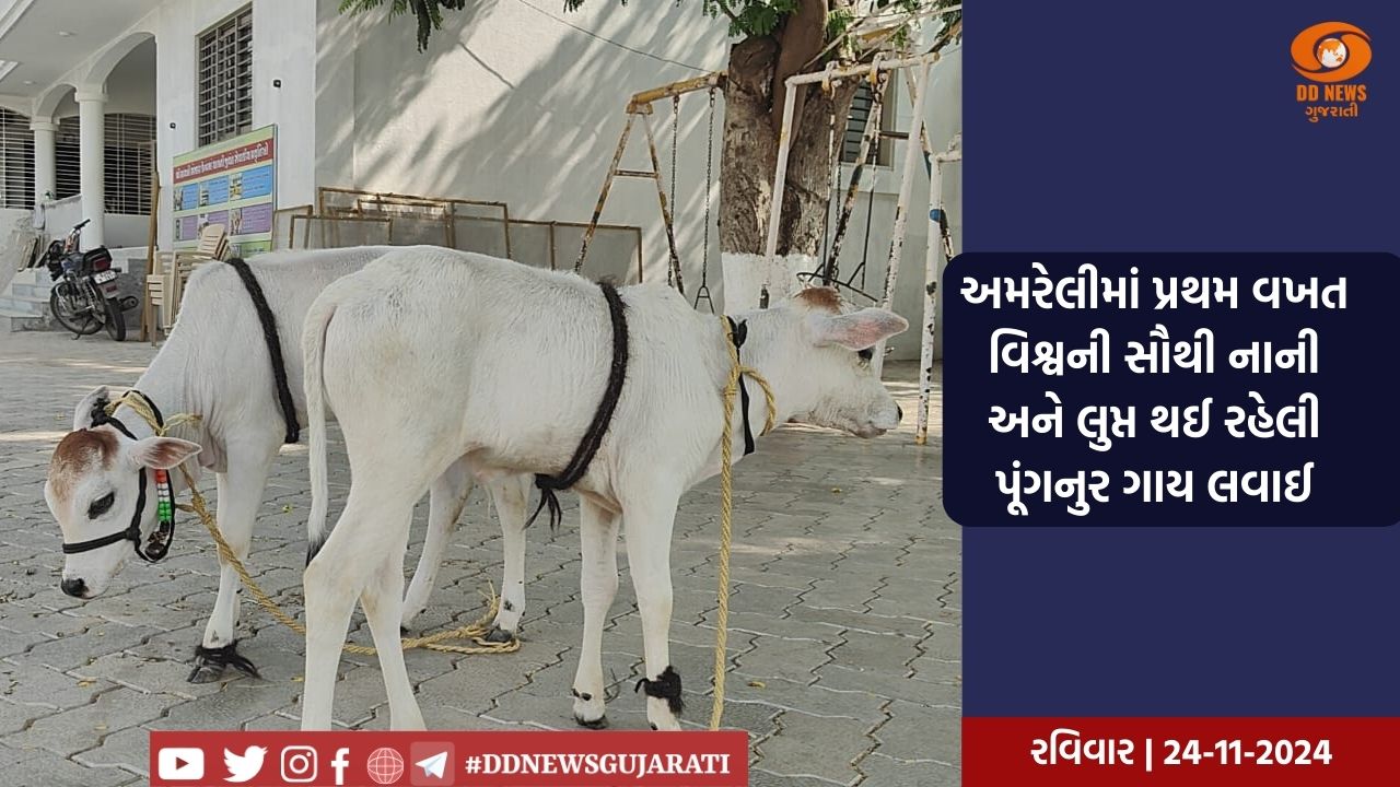 અમરેલીમાં પ્રથમ વખત વિશ્વની સૌથી નાની અને લુપ્ત થઈ રહેલી પૂંગનુર ગાય લવાઈ