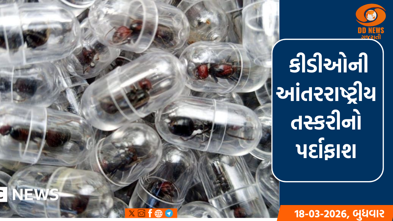 2 હજાર જીવતી કીડીઓ સાથે નૈરોબી એરપોર્ટ પરથી એક તસ્કર પકડાયો