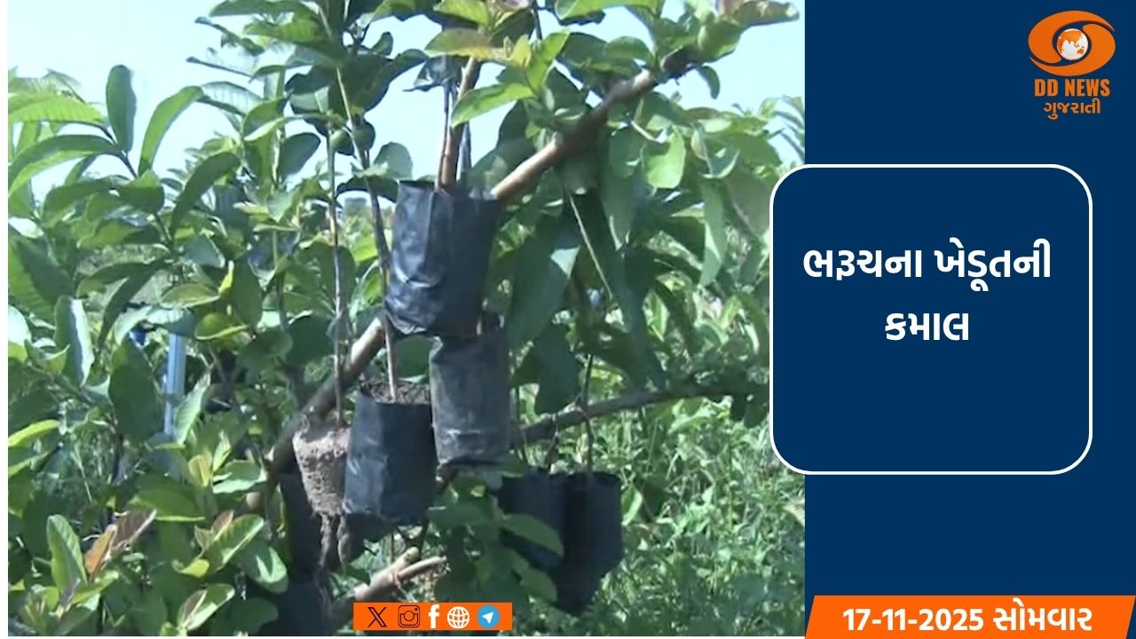 ભરૂચના ખેડૂતની કમાલ: ઇન્ડોનેશિયાથી લાવીને વિકસાવી ઓછી બીજવાળા 'બાલી' જામફળની અનોખી જાત