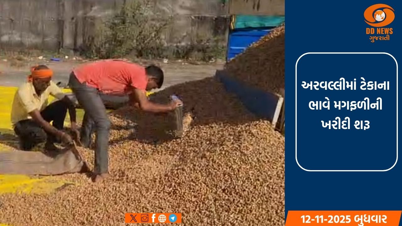 અરવલ્લીમાં ટેકાના ભાવે મગફળીની ખરીદી શરૂ: ખેડૂતોમાં આનંદ, ભાવ 1450રૂ.ને પાર
