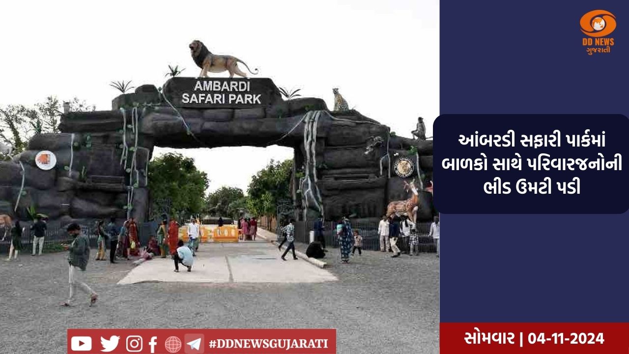 સોરાષ્ટ્રમાં સિંહ દર્શન માટે પ્રવાસીઓનો ધસારો, આંબરડી સફારી પાર્ક આકર્ષકનું બન્યું કેન્દ્ર 