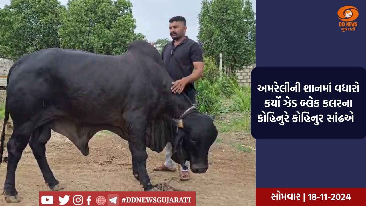 અમરેલીમાં પશુપાલક અવિશ્વનીય સાંઢને ભાડે આપીને કરી રહ્યો લાખો કમાણી