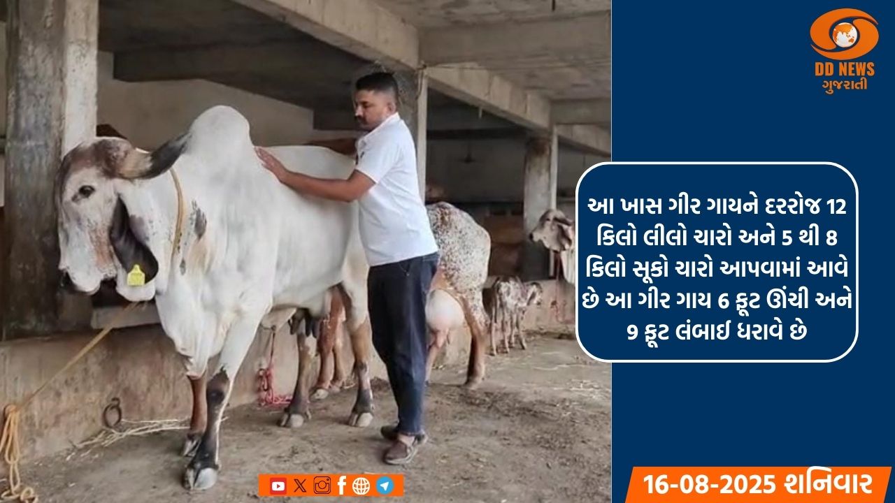 સૌરાષ્ટ્રની સૌથી ઊંચી ગીર ગાય લાખોમાં કિંમત ધરાવતી માલિક માટેની અમૂલ્ય સંપત્તિ