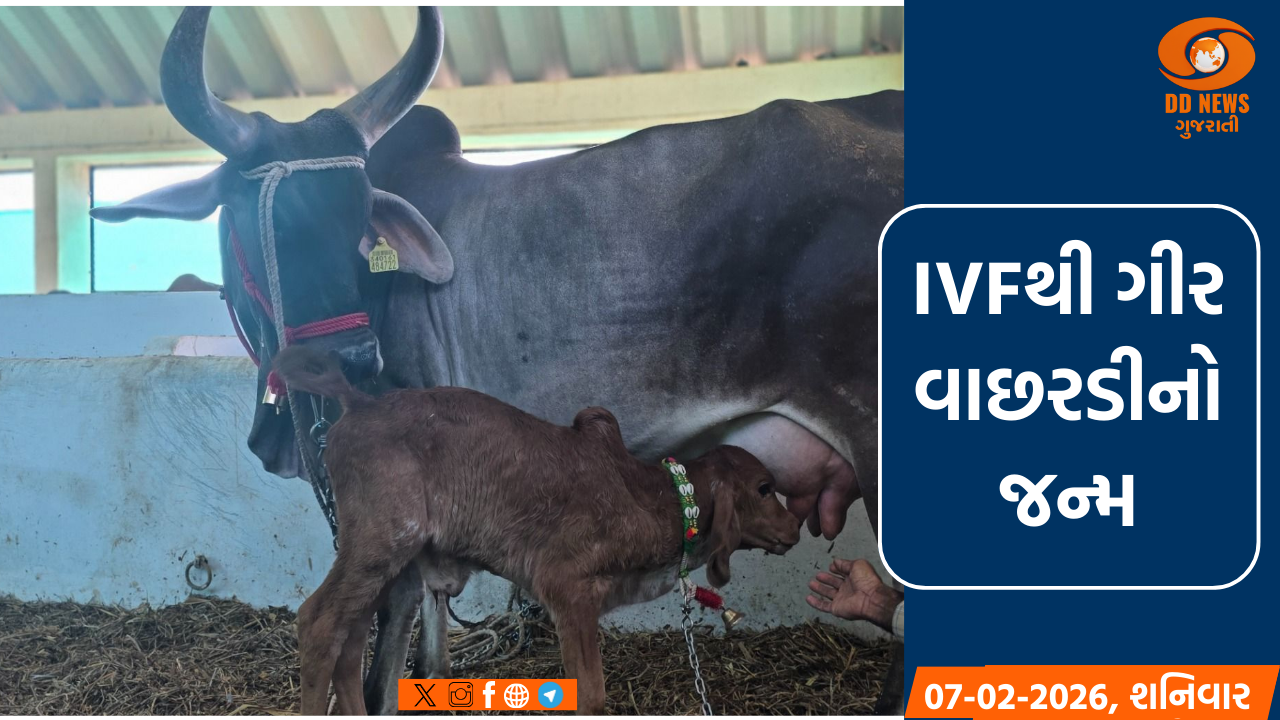 ગૌવંશ સંવર્ધનમાં સિદ્ધિ: IVF ટેકનોલોજીથી ગીર ઓલાદની પ્રથમ વાછરડીનો સફળ જન્મ