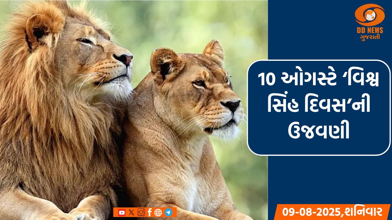 દ્વારકાના ટિંબડીમાં રાજ્યકક્ષાના ‘વિશ્વ સિંહ દિવસ’ની ઉજવણી થશે