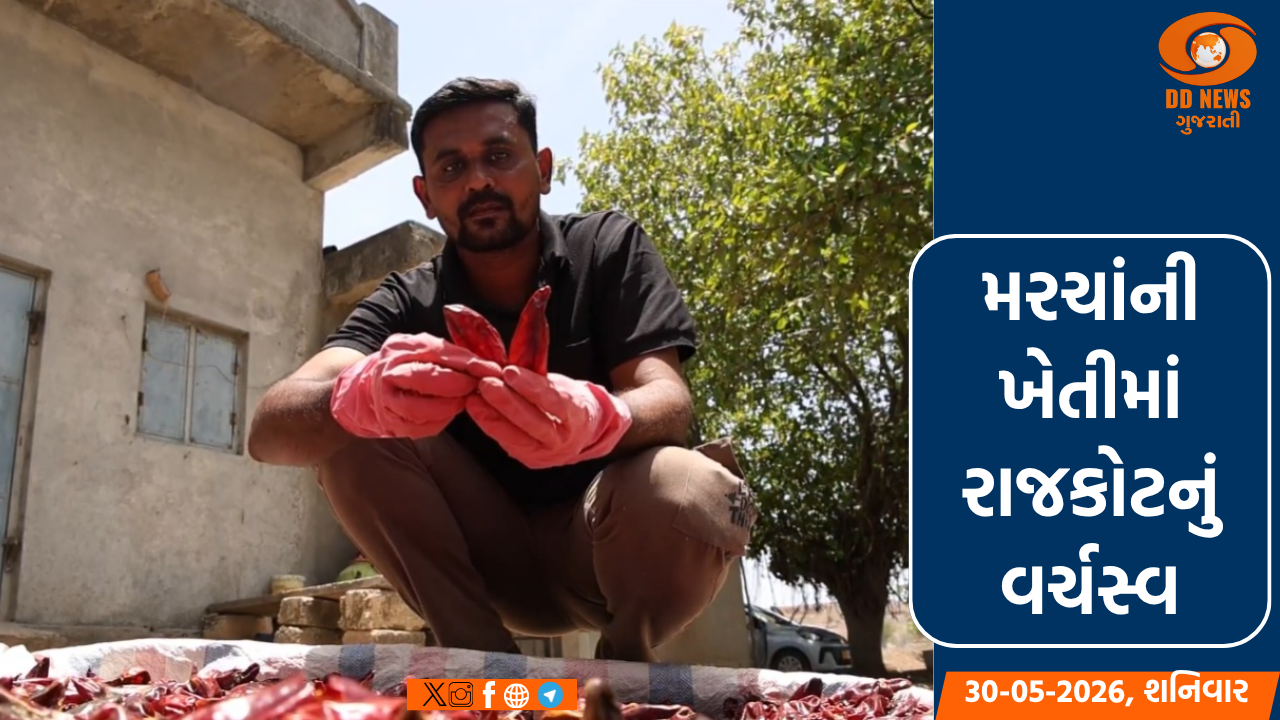 રાજકોટના ધરતીપુત્રો વૈજ્ઞાનિક નર્સરીથી મરચાંની ખેતી થકી લાખોની કમાણી કરી