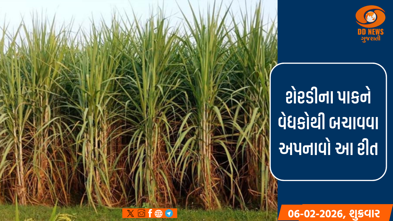 શેરડીના પાકને વેધકોથી મુક્ત કરવા નવસારી કૃષિ યુનિવર્સિટી દ્વારા માર્ગદર્શિકા જાહેર