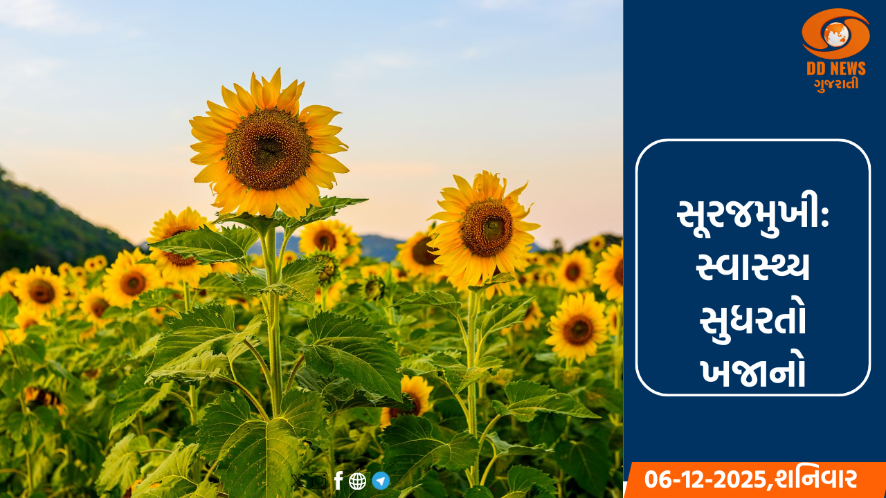માત્ર સુંદર જ નહીં, સ્વાસ્થ્ય માટે ખજાનો છે સૂરજમુખી