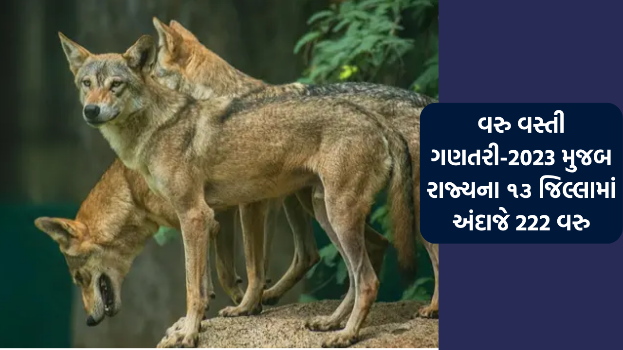 રાજ્યના ૧૩ જિલ્લામાં અંદાજે ૨૨૨ વરુ, સૌથી વધુ 80 વરુ ભાવનગર જિલ્લામાં