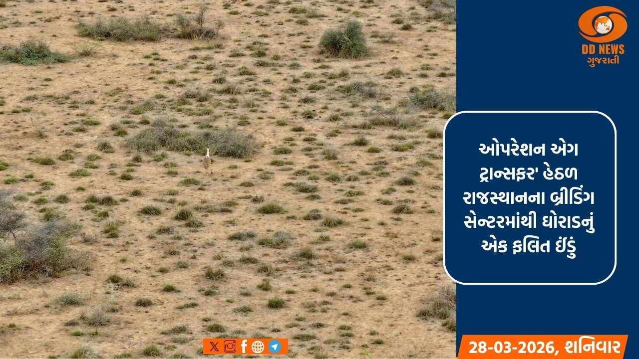 કચ્છમાં દાયકા બાદ ગુંજશે 'ઘોરાડ'નો કલરવ: વન વિભાગના 'જમ્પસ્ટાર્ટ એપ્રોચ'થી માદા ઘોરાડ દ્વારા બચ્ચાનો જન્મ