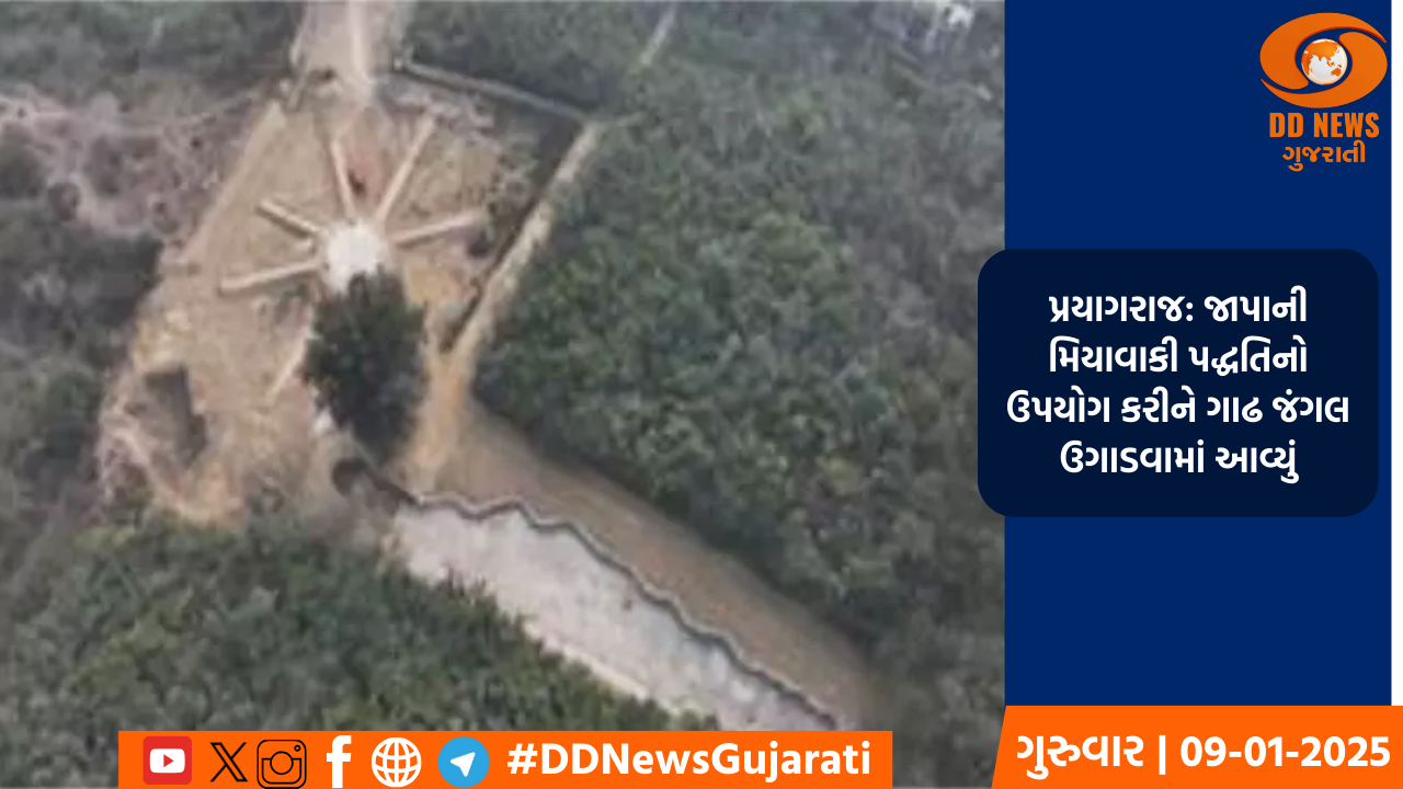 પ્રયાગરાજ: જાપાની મિયાવાકી પદ્ધતિનો ઉપયોગ કરીને ગાઢ જંગલ ઉગાડવામાં આવ્યું