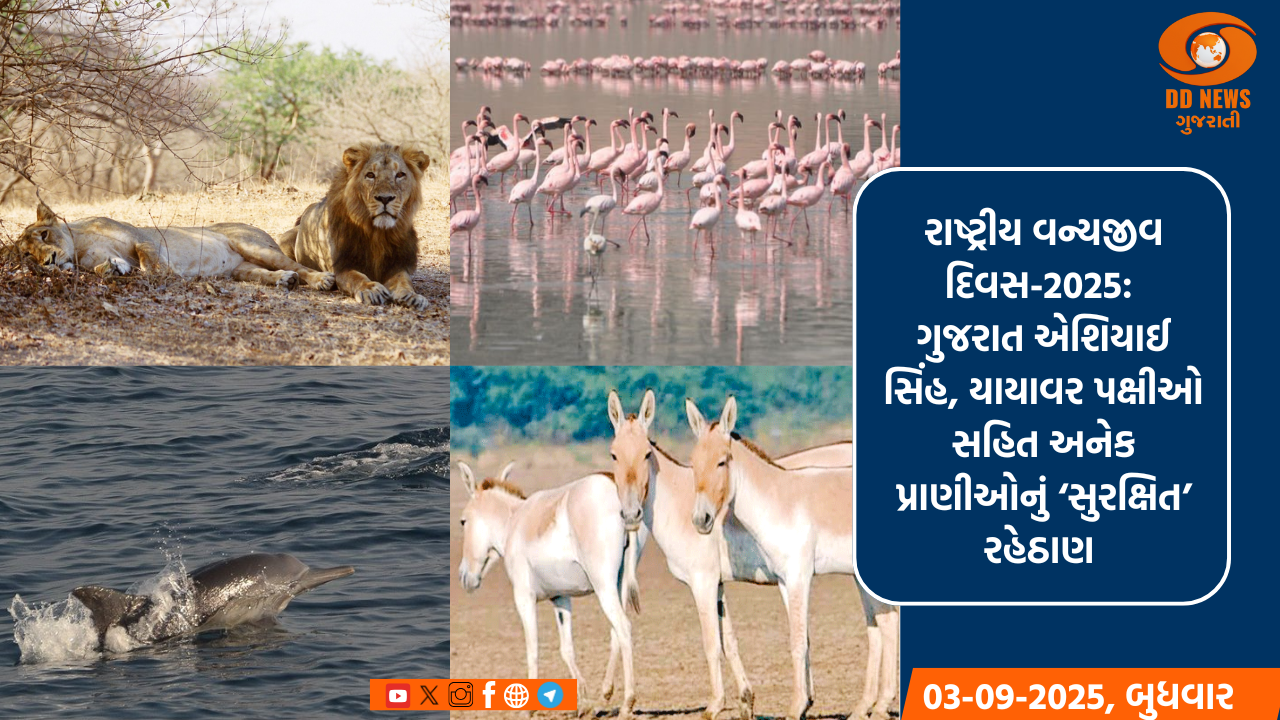 રાષ્ટ્રીય વન્યજીવ દિવસ-2025: ગુજરાત એશિયાઈ સિંહ, યાયાવર પક્ષીઓ સહિત અનેક પ્રાણીઓનું ‘સુરક્ષિત’ રહેઠાણ