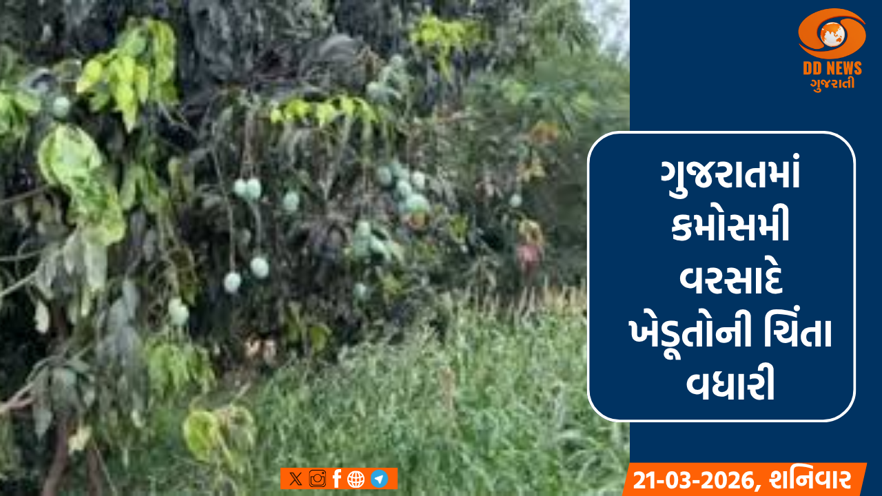 ગુજરાતમાં કમોસમી વરસાદે ખેડૂતોની ચિંતા વધારી, કેરી સહિતના પાકને માઠી અસર