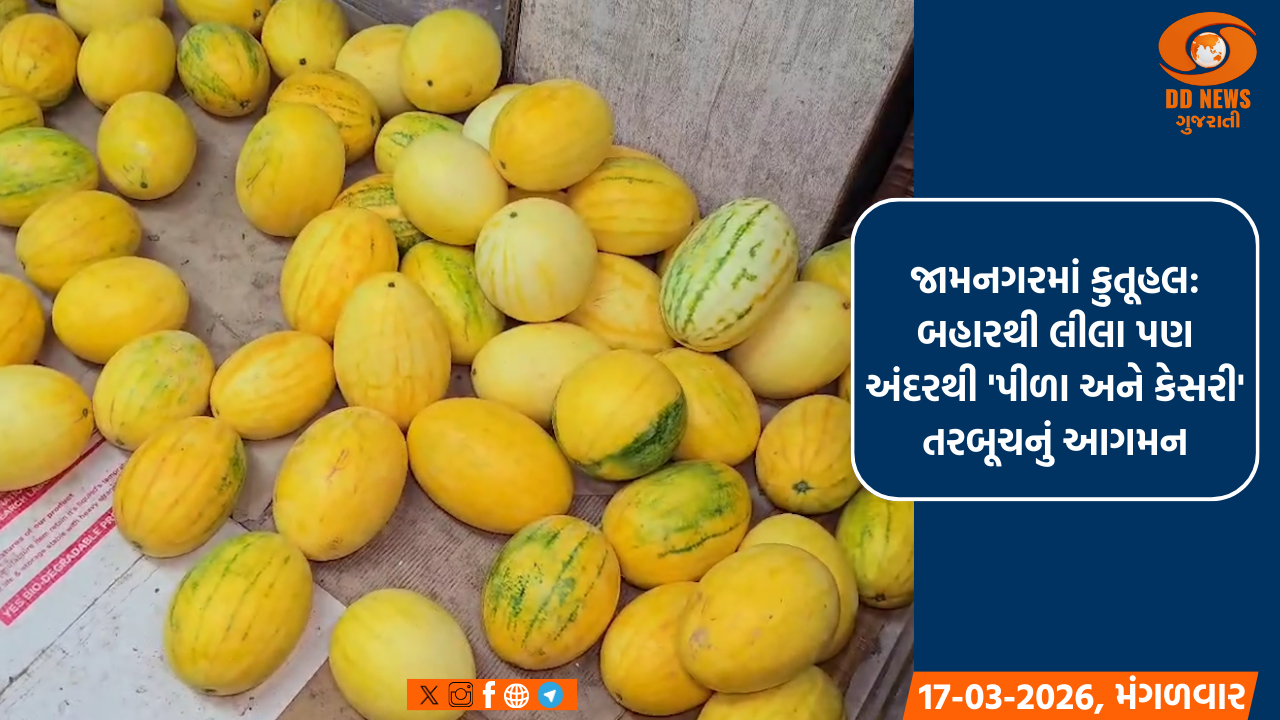 જામનગરમાં કુતૂહલ: બહારથી લીલા પણ અંદરથી 'પીળા અને કેસરી' તરબૂચનું આગમન