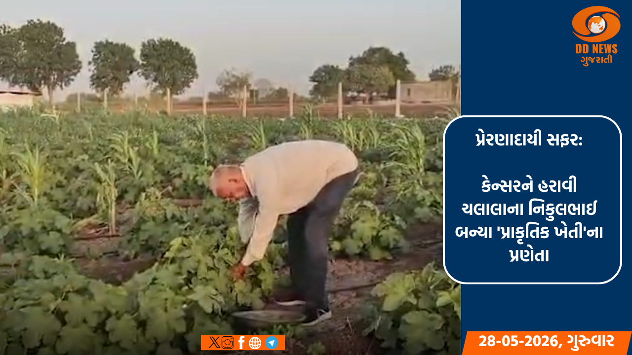 પ્રેરણાદાયી સફર: કેન્સરને હરાવી ચલાલાના નિકુલભાઈ બન્યા 'પ્રાકૃતિક ખેતી'ના પ્રણેતા