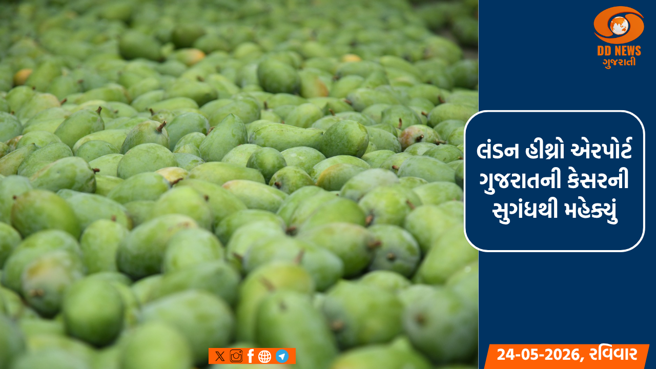 લંડન હીથ્રો એરપોર્ટ ગુજરાતની કેસરની સુગંધથી મહેક્યું: સાત સમંદર પાર ગુજરાતી કેરીનો દબદબો