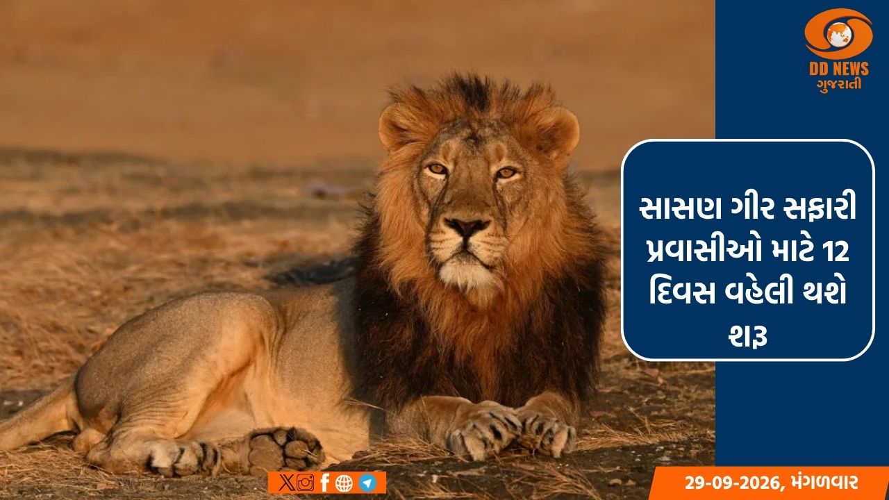 સાસણ ગીર સફારી પ્રવાસીઓ માટે 12 દિવસ વહેલી શરૂ: 3 ઓક્ટોબરથી સિંહ દર્શનનો લાભ મળશે