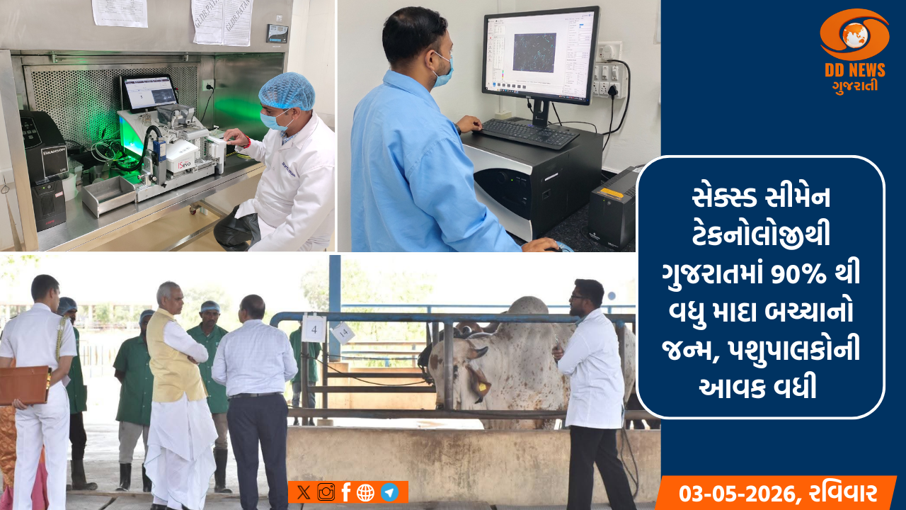 સેક્સ્ડ સીમેન ટેકનોલોજીથી ગુજરાતમાં 90% થી વધુ માદા બચ્ચાનો જન્મ, પશુપાલકોની આવક વધી