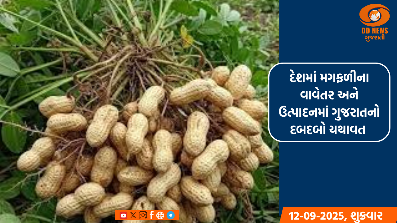 દેશમાં મગફળીના વાવેતર અને ઉત્પાદનમાં ગુજરાતનો દબદબો યથાવત 
