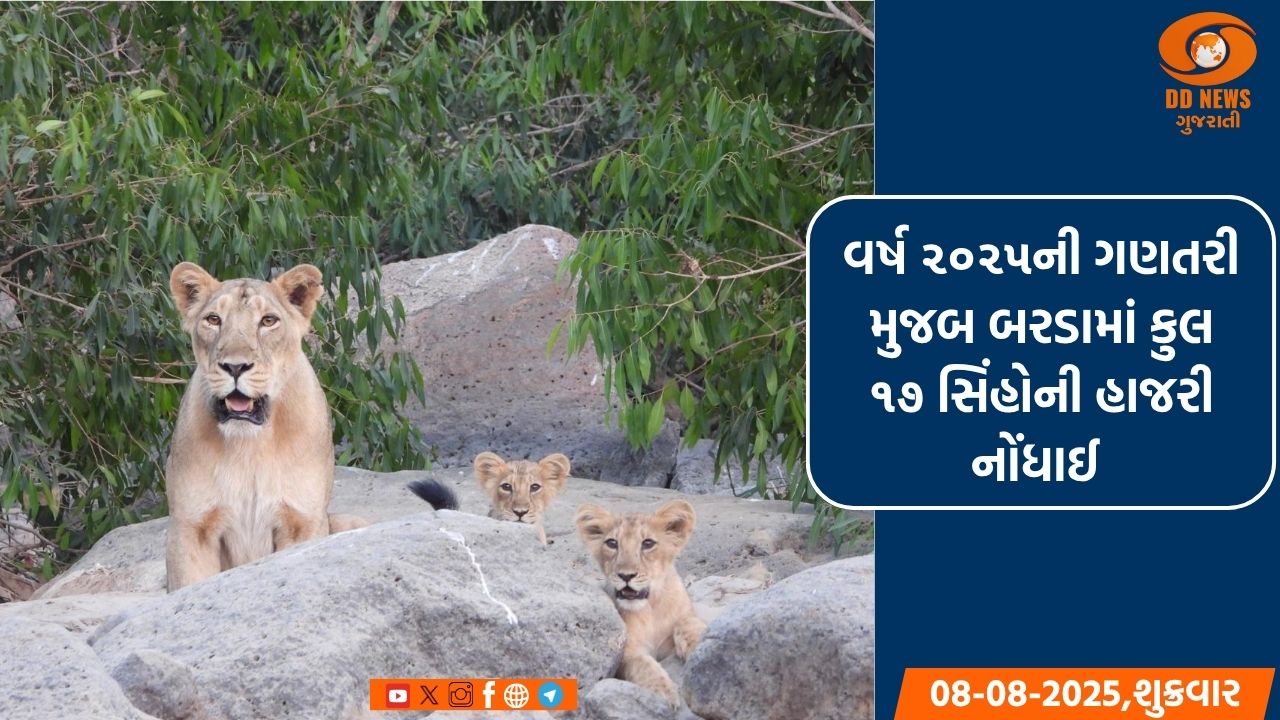 વર્ષ ૨૦૨૫ની ગણતરી મુજબ બરડામાં કુલ ૧૭ સિંહોની હાજરી નોંધાઈ 