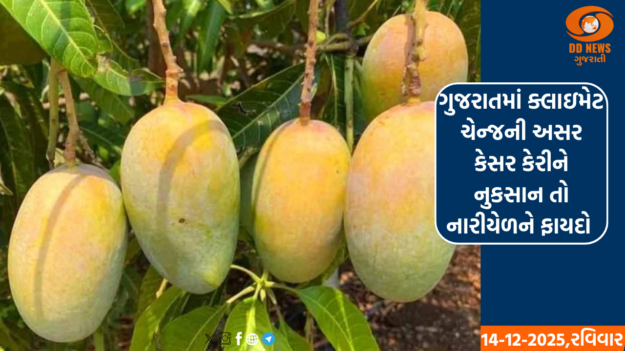 ગુજરાતમાં ક્લાઇમેટ ચેન્જની અસર કેસર કેરીને નુકસાન તો નારીયેળને ફાયદો 